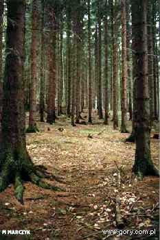  lasy w Parku Krajobrazowym Chemy